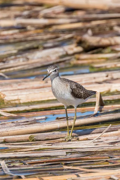 Sandpiper, Sandpiper de madeira (Tringa glareola) Wader Bird Sandpiper — Fotografia de Stock