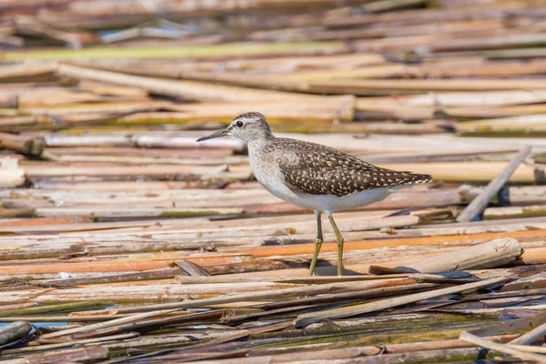 Sandpiper, Drewniany Sandpiper (Tringa glareola) — Zdjęcie stockowe