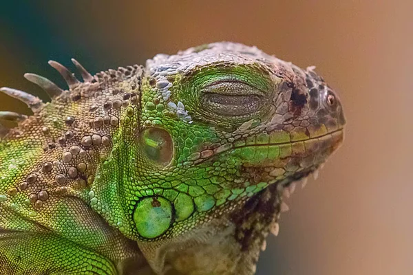 Close up Retrato Verde Iguana — Fotografia de Stock