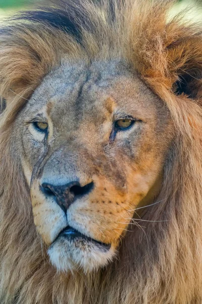 Lion Head 'in yakın çekimi, Yetişkin Aslan Portresi — Stok fotoğraf