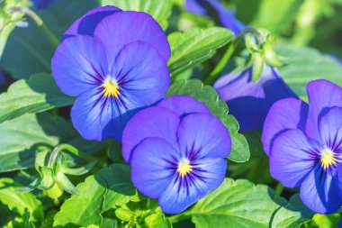 Pansy Flower Close Up, Blue Pansy in Garden
