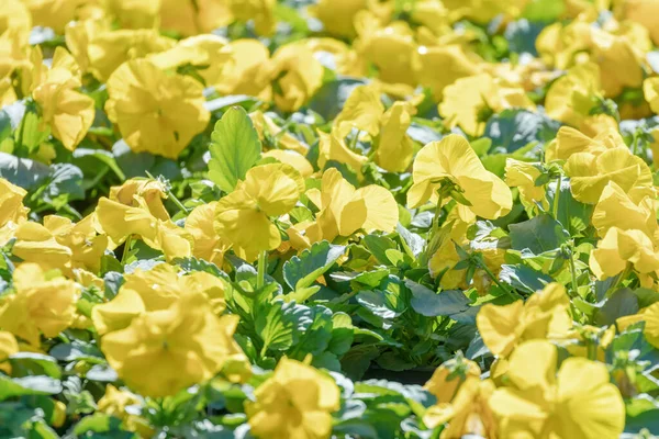 Viooltje Bloemen close-up, Geel viooltje in de tuin — Stockfoto