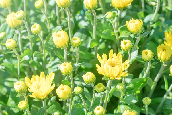 Gele Chrysant Mum bloemen en knoppen. — Stockfoto