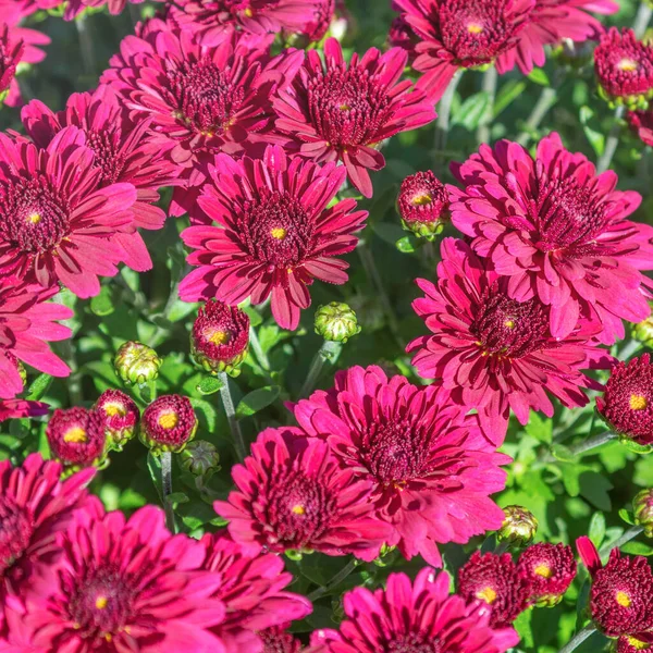 Flowering Red Chrysanthemum in Autumn Garden, Background with Bl — Stock Photo, Image