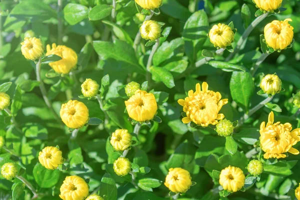 Yellow Chrysanthemum Mom Flowers and Buds . — стоковое фото