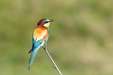 Avrupa Arı Yiyen (Merops Apiaster))