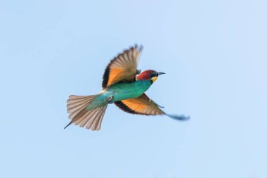 Avrupa Arı Yiyen Uçuyor (Merops Apiaster)