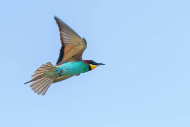 Avrupa Arı Yiyen Uçuyor (Merops Apiaster)