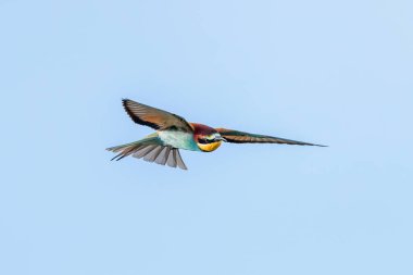 Avrupa Arı Yiyen Uçuyor (Merops Apiaster)