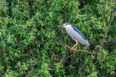 Doğal Yaşam Alanında Taç Giymiş Gece Balıkçıl (Nycticorax nycticorax)