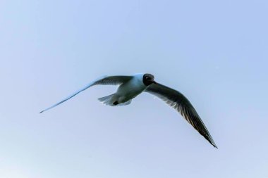 Kara Başlı Martı Uçuşu (Chroicocephalus ridibundus)