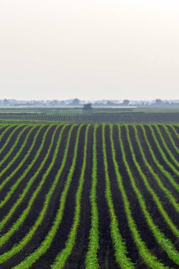 Yeşil Mısır tarlada büyüyor. Yeşil Mısır Bitkileri, sığ alan derinliği, tarım geçmişi