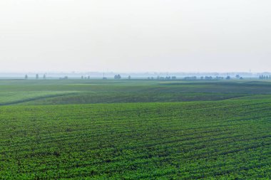 Genç Yeşil Mısır Tarlada Büyüyor, Genç Mısır Bitkileri