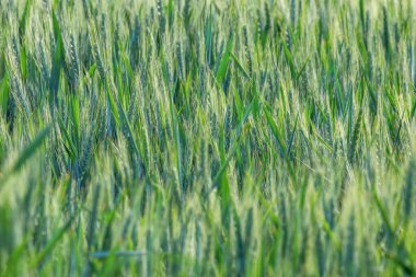 Genç Buğday, Yeşil Buğday Tohumu Bir tarlada büyüyor