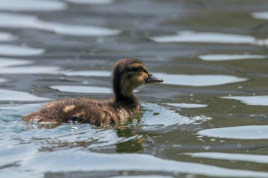 Su yüzeyinde ördek yavrusu, ördek yavrusu yüzüyor.