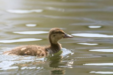 Su yüzeyinde ördek yavrusu, ördek yavrusu yüzüyor.