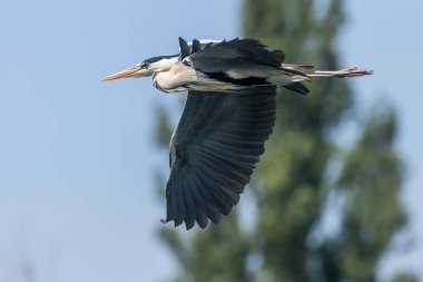 Gri Heron Uçuşu (ardea herodias) Uçan Heron Uçan Mavi Gökyüzü