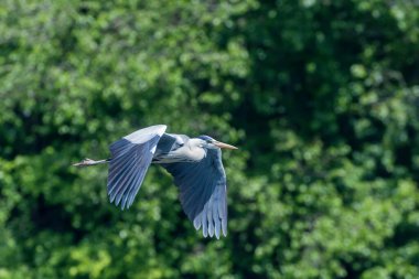 Gri Heron Uçuşu (ardea herodias) Uçan Heron Uçan Mavi Gökyüzü