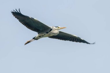 Gri Heron Uçuşu (ardea herodias) Uçan Heron Uçan Mavi Gökyüzü