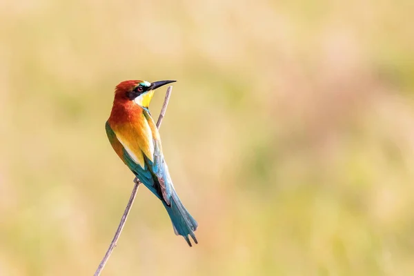 European Bee Eater Merops Apiaster — Stock fotografie