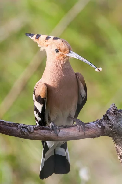 Hoopoe Hoopoe Común Upupa Epops Hoopoe Euroasiático — Foto de Stock