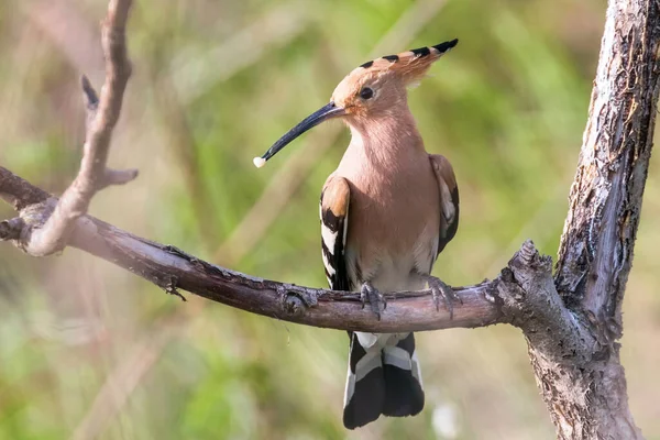 Hoopoe Hoopoe Común Upupa Epops Hoopoe Euroasiático — Foto de Stock