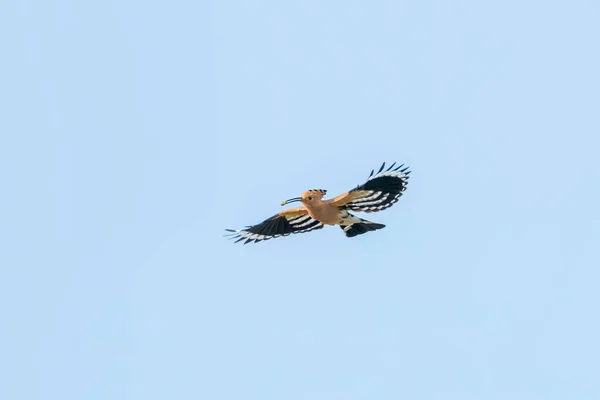 Hoopoe Gewone Hoopoe Flight Upupa Epops Euraziatische Hoopoe — Stockfoto