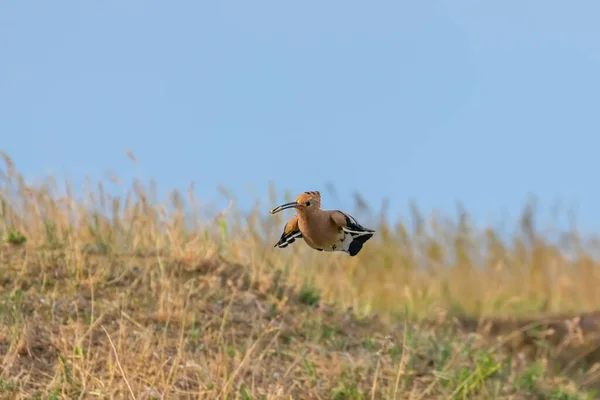 Wiedehopf Wiedehopf Flug Upupa Epops — Stockfoto