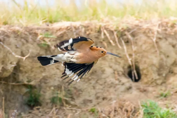 フープー 飛行中の一般的なフープー 上のエップス Eurasian Hoopoe — ストック写真