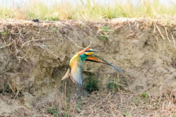 Europäische Bienenfresser Flug Merops Apiaster — Stockfoto