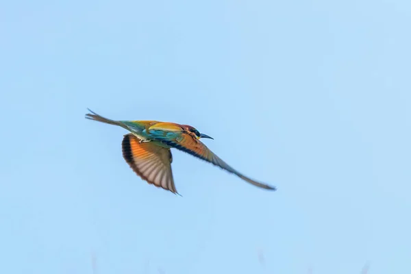 European Bee Eater Flight Merops Apiaster — Stock fotografie