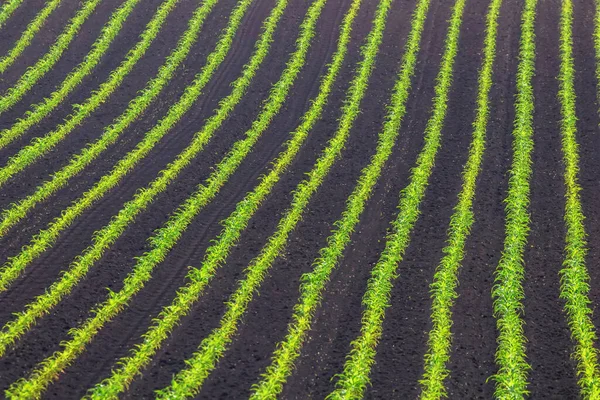 Картофельные Культуры Ряд Зеленое Поле Картофельное Поле — стоковое фото