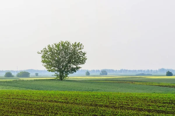 Boom Het Platteland — Stockfoto