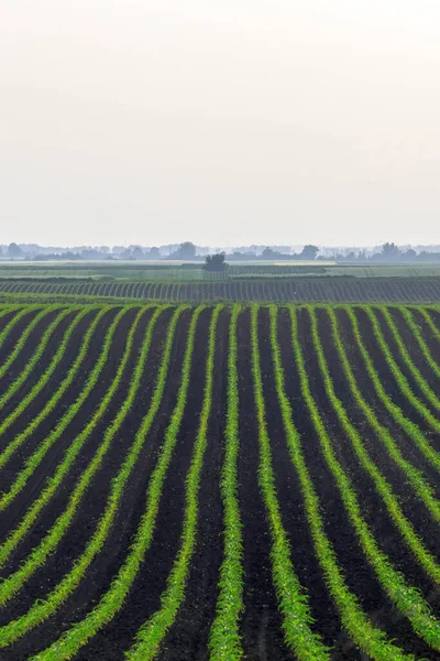 옥수수는 밭에서 자라고 Green Corn Plants Shallow Depth Field Agriculture — 스톡 사진