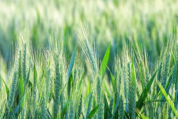 Молода Пшениця Насіння Зеленої Пшениці Росте Полі — стокове фото