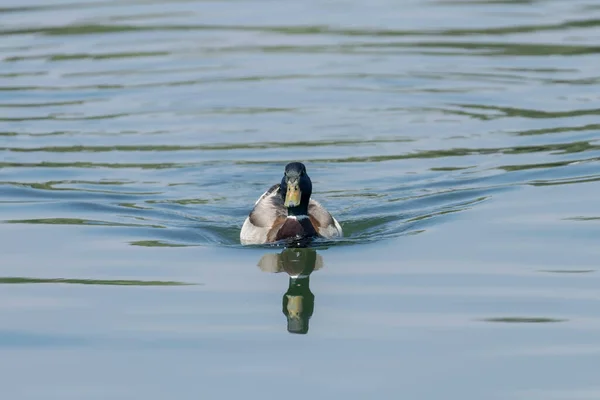 Wild Duck Mallard Splashing Anas Platyrhynchos Male Duck — Stock Photo, Image
