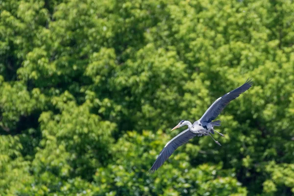 Gri Heron Uçuşu Ardea Herodias Uçan Heron Uçan Mavi Gökyüzü — Stok fotoğraf