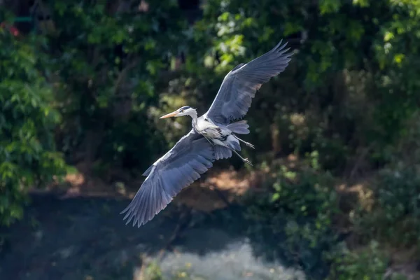 Garza Gris Aterrizaje Ardea Herodias Garza Cabeza Gris — Foto de Stock