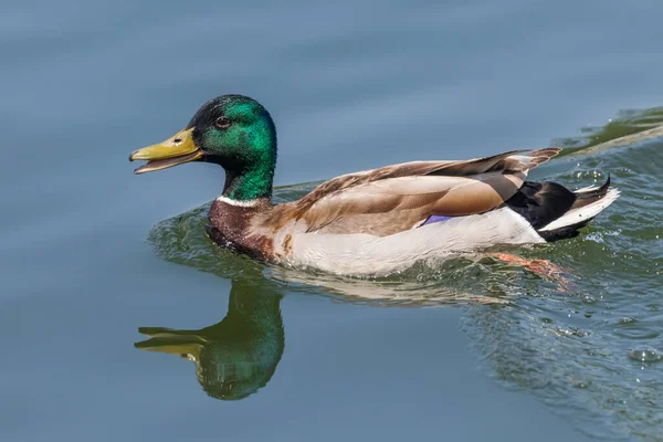 Pato Salvaje Mallard Salpicando Anas Platyrhynchos Pato Macho — Foto de Stock