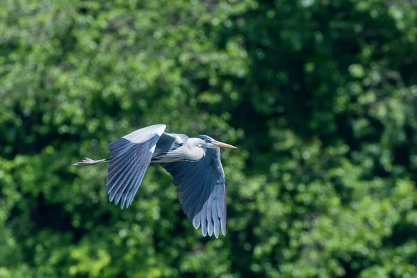 Vol Héron Gris Ardea Herodias Héron Gris Piloté Flying Blue — Photo