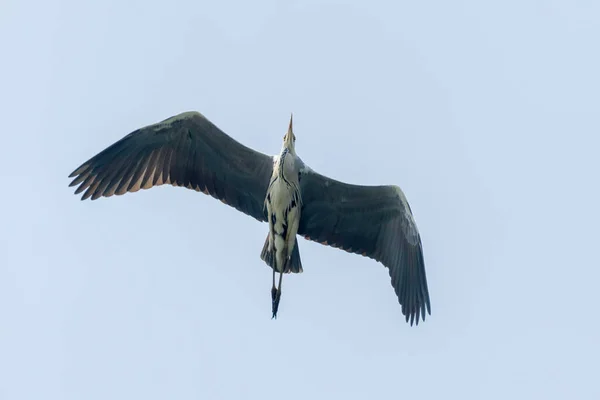 Πτήση Grey Heron Ardea Herodias Γκρι Headed Heron Flying Blue — Φωτογραφία Αρχείου