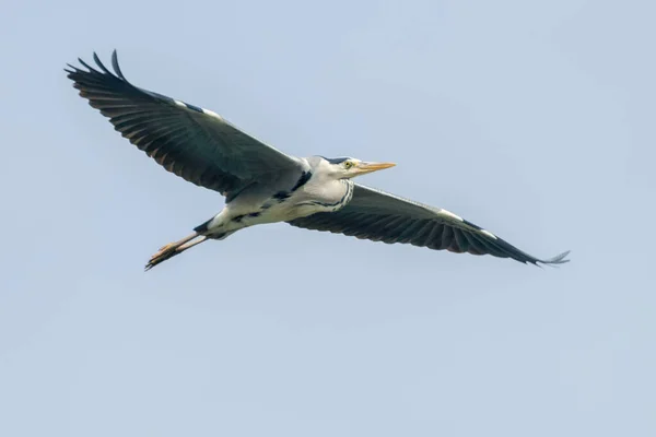 Большая белая цапля в полете — Фото № Серая цапля в полете