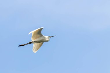 Küçük Akbalıkçıl (Egretta garzetta) Küçük Beyaz Balıkçıl