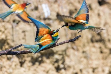 Avrupa Arı Yiyen (Merops Apiaster))