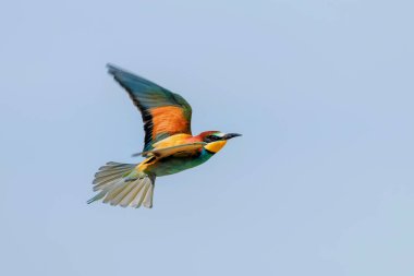 Avrupa Arı Yiyen Uçuyor (Merops Apiaster)