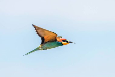 Avrupa Arı Yiyen Uçuyor (Merops Apiaster)