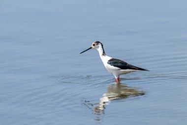 Sudaki Kara Kanatlı Stilt (Himantopus himantopus) Wader Bird Stilt