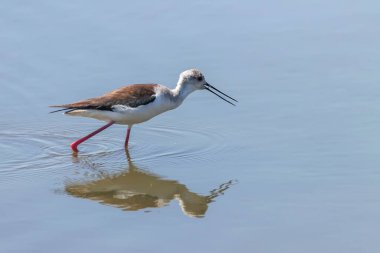 Sudaki Kara Kanatlı Stilt (Himantopus himantopus) Wader Bird Stilt