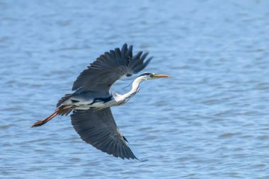 Gri Heron Uçuşu (ardea herodias) Uçan Heron Uçan Mavi Gökyüzü