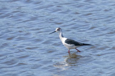 Sudaki Kara Kanatlı Stilt (Himantopus himantopus) Wader Bird Stilt
